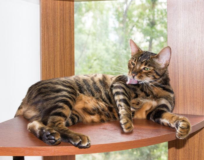 Toyger este o pisică cu un colorit unic. Cu dungile sale caracteristice, seamănă cu un tigru sălbatic